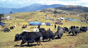 Yak Conservation Festival at Pike Peak (4100m) and Ghyangkharka Peak (3700m), Solukhumbu District